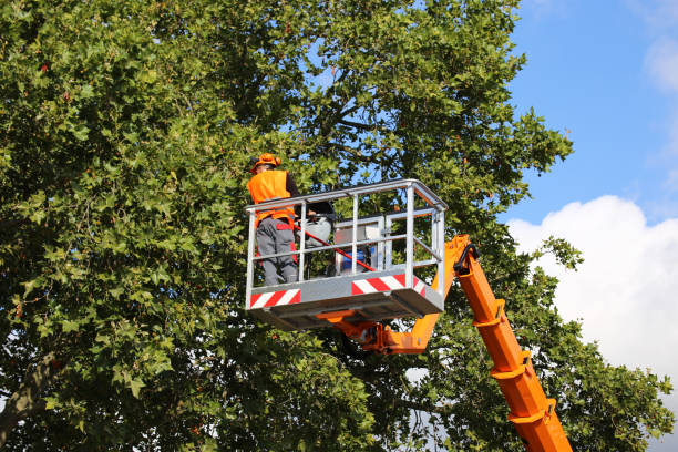 Best Weed Control  in Cherry Valley, CA