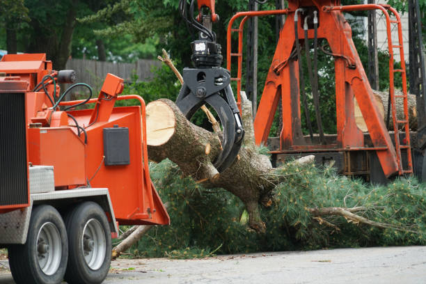 Best Lawn Watering Services  in Cherry Valley, CA