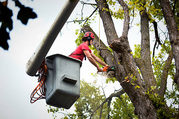 Best Tree Trimming and Pruning  in Cherry Valley, CA