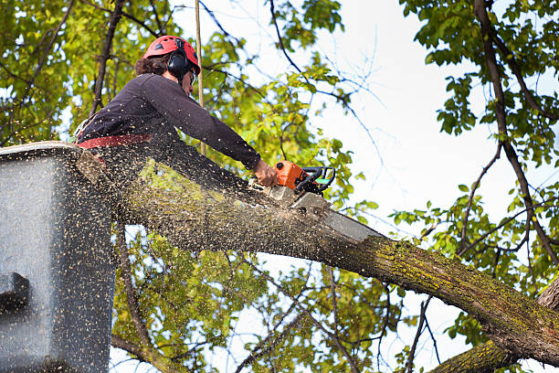 Cherry Valley, CA Tree Care Services Company